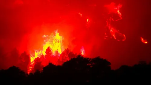 Aude : Monze veut replanter sa forêt